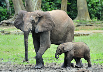 Fototapeta premium The elephant calf with elephant cow The African Forest Elephant, Loxodonta africana cyclotis. At the Dzanga saline (a forest clearing) Central African Republic, Dzanga Sangha