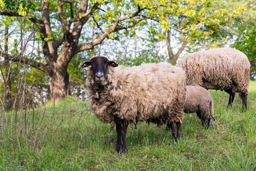 Schaffamilie auf der Weide