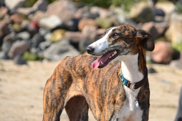 Galgo am Strand