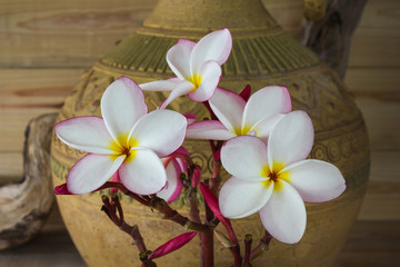 Fototapeta na wymiar Pink and white flower frangipani bunch with old baked clay vase