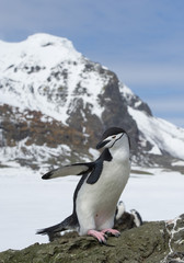 Chinstrap penguin standing on the rock with blue sky and rocky mountain in the background, South Sandwich Islands, Antarctica
