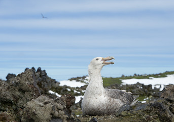 Fototapeta premium Giant petrel sitting on the nest, with blue sky and cloudy stripes, South Sandwich Islands, Antarctica