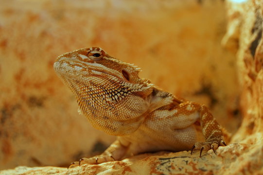 Agama brodata