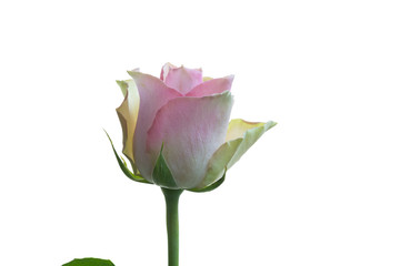 Pink and white rose close-up