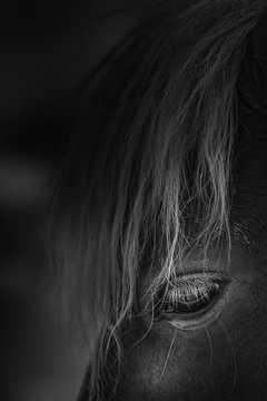Horse melancholic tone black and white image.