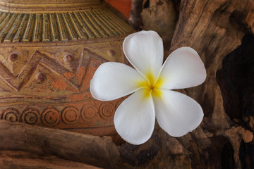 Fototapeta na wymiar White flower plumeria with dry stump