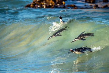 African penguins swimming in ocean wave. The African penguin (Spheniscus demersus), also known as the jackass penguin and black-footed penguin is a species of penguin.