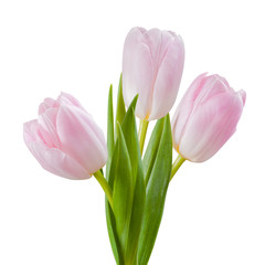 Isolated Tulip Flowers on White Background