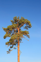 Pine