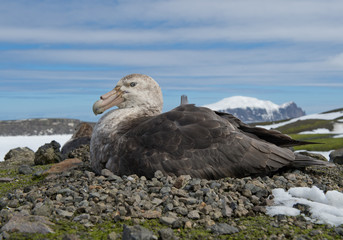 Giant petrel sitting on nest with blue sky and cloudy stripes in background, South Sandwich Islands, Antarctica