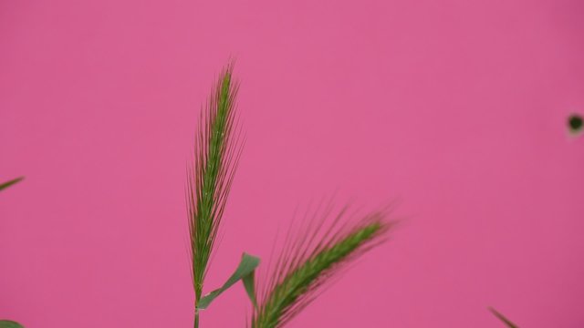 two Wheat Green Leaves And Stalks Chroma Key Wavering Flowers, Peonies And Milfoils, Brignt Green Background,Chromakey Chroma Key Alfa