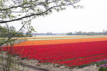 Gordijnen tulpenveld langs duinrand Egmond aan Den Hoef © katinkakrijgsman