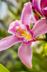 Fototapeta na wymiar cymbidium orchid