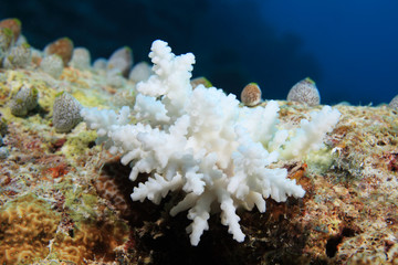 Bleached stony coral in the tropical coral reef 