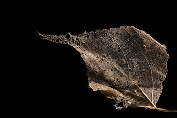 Detailed leaf skeleton. Only the thickest parts of the leaf have disorganised yet, therefore you...