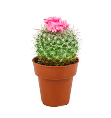 pink cactus 3