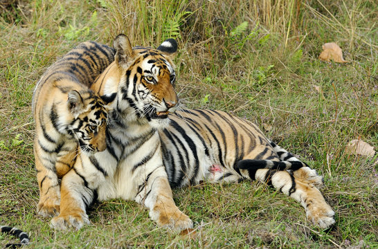 Tigress with a kitten on a grass.