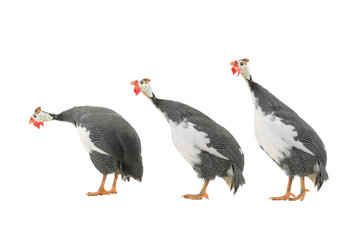 Guinea fowls
