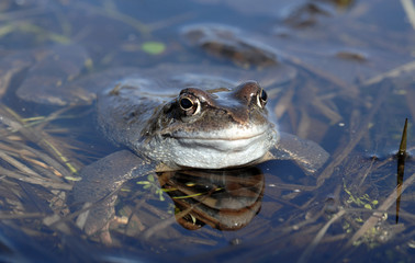 he common frog (Rana temporaria) mating, also known as the European common frog, European common brown frog, or European grass frog