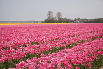 Tulpenlandschap, Egmond aan den Hoef, Holland