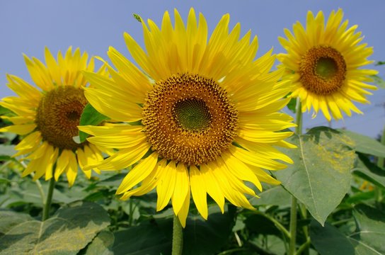 Sunflowers (Himawari)