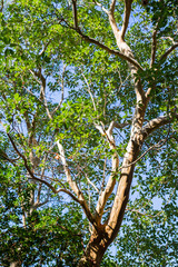 The Nikitsky Botanical garden in Yalta
