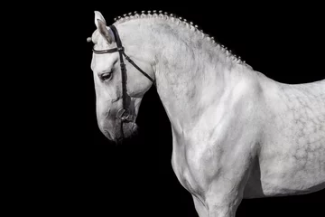 Foto op Aluminium White horse isolated on black background © callipso88