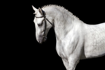 White horse isolated on black background