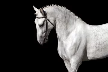 Rolgordijnen White horse isolated on black background © callipso88