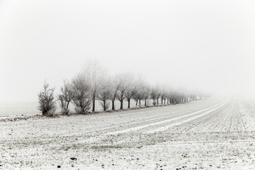alley in winter landscape covered with snow