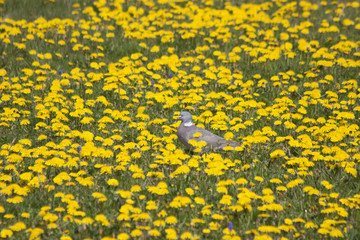 Duif rust in paardenbloemen veld