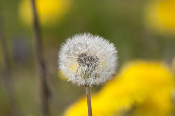 Uitgebloeide paardenbloem, hoofdje met rijpe vruchten