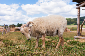  the goat on the summer meadow
