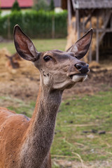 young deer in the farm