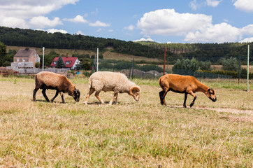  the goat on the summer meadow