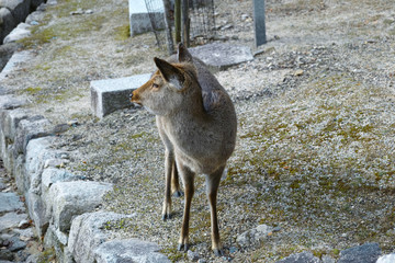 deer(Itsukushima shrine, Hiroshima Pref.)