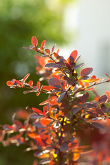 The plant leaf in the sun