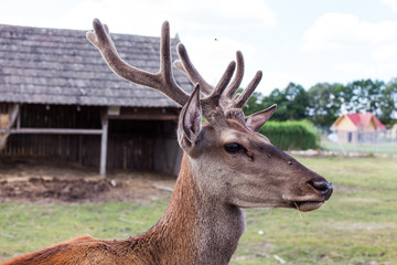 young deer in the farm