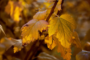 Background of autumn leaves.