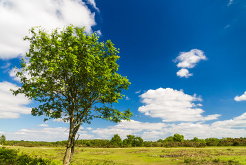 Tree with flat landscape, blue sky clouds.