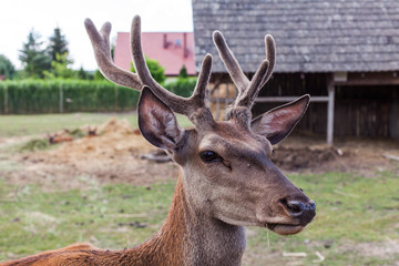 young deer in the farm