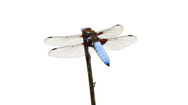 Flat dragonfly (Libellula depressa)