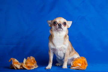 Chihuahua dog on a blue background of cloth