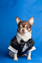 Chihuahua dog in a tuxedo on a background of blue fabri
