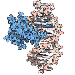 Zinc finger protein domain