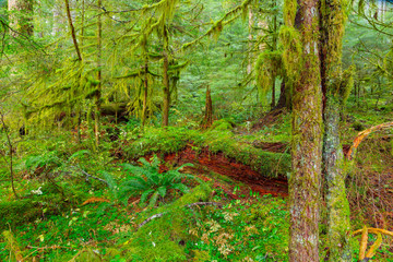 Fototapeta premium Rain Forest in Oregon