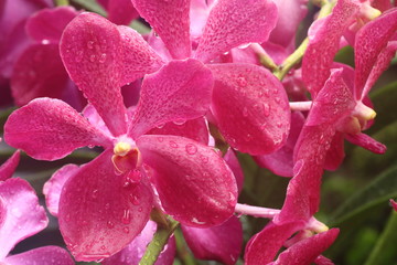 Aranda Dr Anek Hybrid Orchid