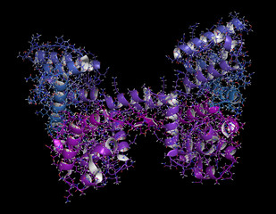 Dystrophin muscle protein domain (N-terminal actin binding domain.