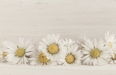 Fototapeta na wymiar daisy flowers on wooden background