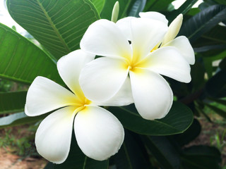 Obraz na płótnie Canvas flower in garden frangipani